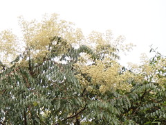 Aralia bipinnata