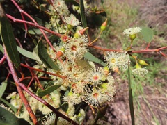 Eucalyptus socialis