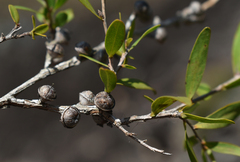 Leptospermum amboinense