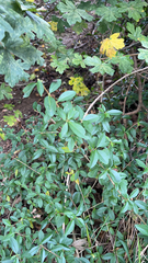 Ligustrum quihoui