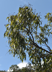 Corymbia intermedia