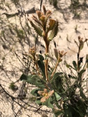 Banksia ornata
