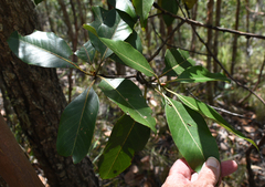Lophostemon confertus