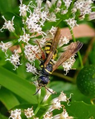 Myzinum carolinianum