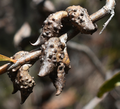 Hakea benthamii