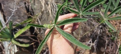 Cyphostemma