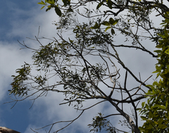 Eucalyptus crebra