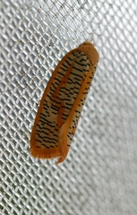 Templemania rhythmogramma