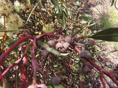 Eucalyptus socialis