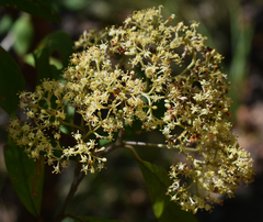 Pomaderris argyrophylla