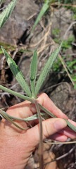 Cyphostemma
