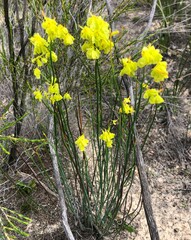 Glischrocaryon behrii