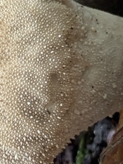 Lycoperdon perlatum