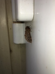 Ptilophora plumigera