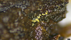 Mucronella calva