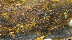 Mucronella calva