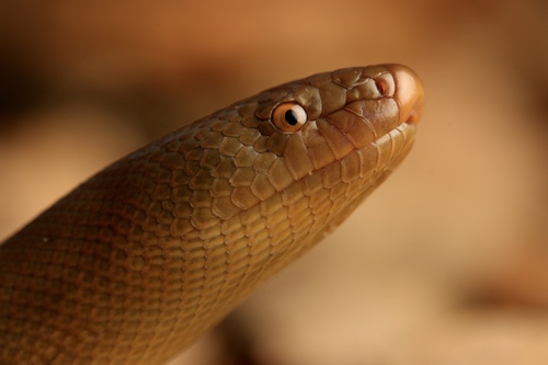 Northern Rubber Boa