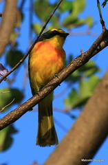 Telophorus sulfureopectus