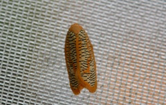 Templemania rhythmogramma