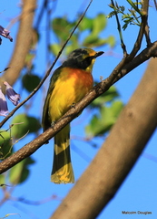 Telophorus sulfureopectus