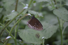 Euploea klugii
