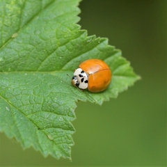 Harmonia axyridis