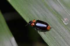 Physodera