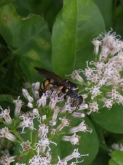 Myzinum carolinianum