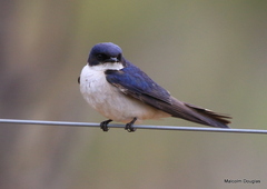 Hirundo dimidiata