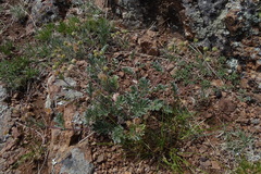 Potentilla sericea