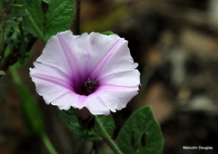 Ipomoea transvaalensis