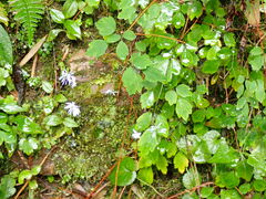 Thalictrum urbainii