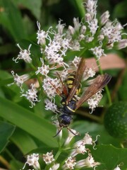Myzinum carolinianum