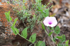 Ipomoea transvaalensis