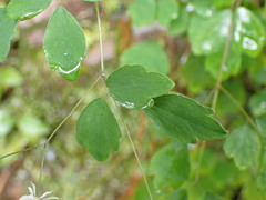 Thalictrum urbainii