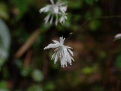 Thalictrum urbainii
