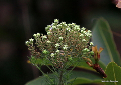 Phymaspermum athanasioides