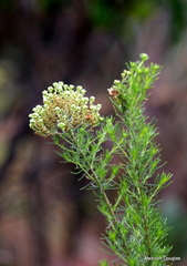Phymaspermum athanasioides