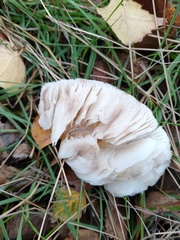 Amanita rubescens