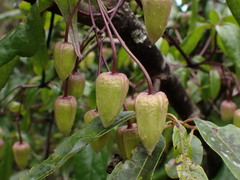 Clematis morii