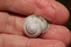 Cepaea hortensis