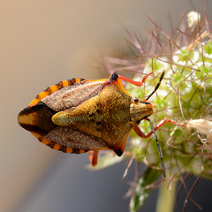 Carpocoris mediterraneus