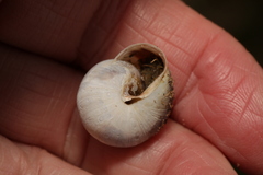 Cepaea hortensis