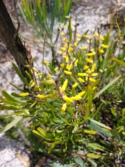 Persoonia comata