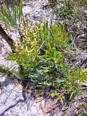 Persoonia comata