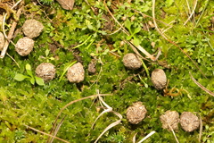 Oryctolagus cuniculus