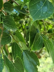 Celtis africana