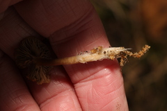 Psilocybe cyanescens