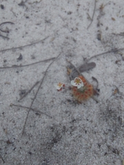 Drosera minutiflora