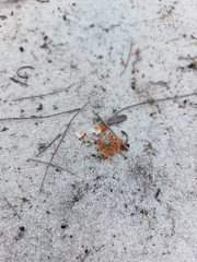Drosera minutiflora